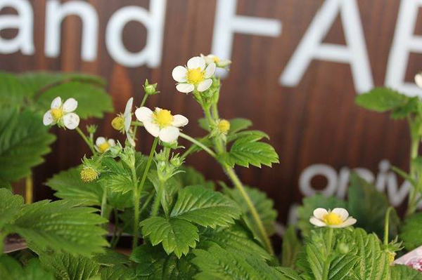 ガーデニング施工 東京都三鷹市